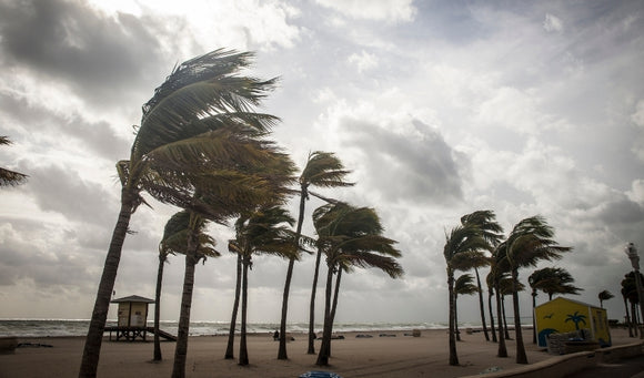 Keeping Pets Safe in a Hurricane