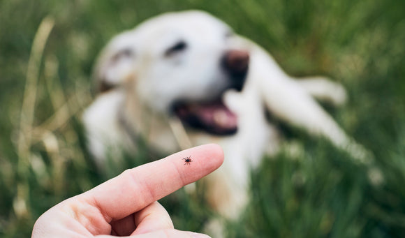 Protecting Your Pet: Understanding Lyme Disease and How to Keep Your Furry Friend Safe