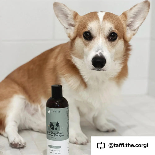 Kin + Kind Dry Skin+Coat Shampoo (Cedar) for Dogs