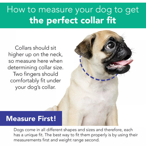 Coastal Pet Li'l Pals by Coastal Posh B'Dazzled Bone Dog Collars