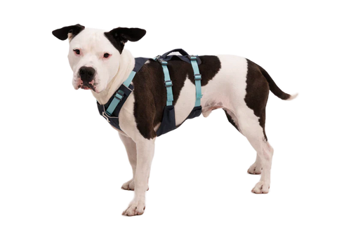 Ruffwear Flagline™ Dog Harness with Handle