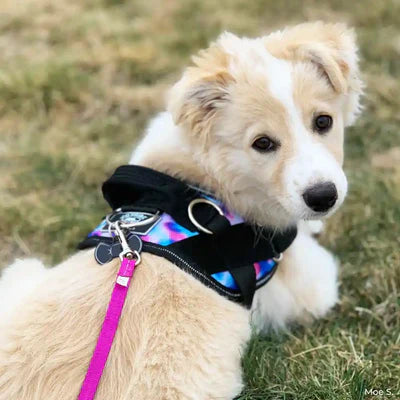 Joyride Harness Tie Dye Dog Harness