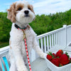 Up Country Strawberry Fields Dog Collar