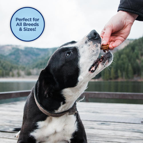 Natural Balance Limited Ingredient Diets Mini Jumpin Stix Venison & Sweet Potato Formula with Glucosamine & Chondroitin Dog Treats