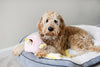 Zippy Burrow™ - Seahorse 'n Coral Squeaky Plush Hide & Seek Durable Dog Toy