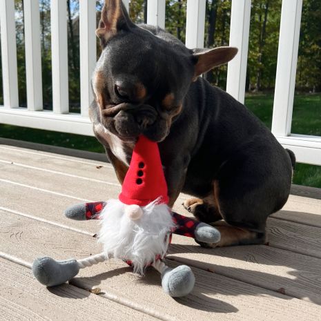 Tall Tails  Gnome Pull-Through Rope Tug Dog Toy