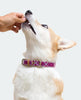 Green Coast Pet Pill a Pet Pill a Pet™- Cheese Flavor
