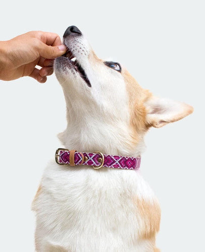 Green Coast Pet Pill a Pet Pill a Pet™- Cheese Flavor