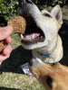 Green Coast Pet Chicken Crisps