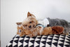 ZippyPaws Jigglerz® - Chipmunk Dog Toy