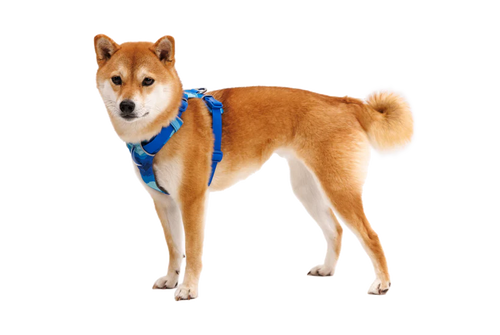 Ruffwear Front Range® Dog Harness