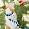 Up Country Ice Cream Dog Collar