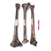 Tuesdays Natural Dog Company Ostrich Long Bone