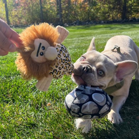 Territory Caveman Treat-and-Tug Dog Toy