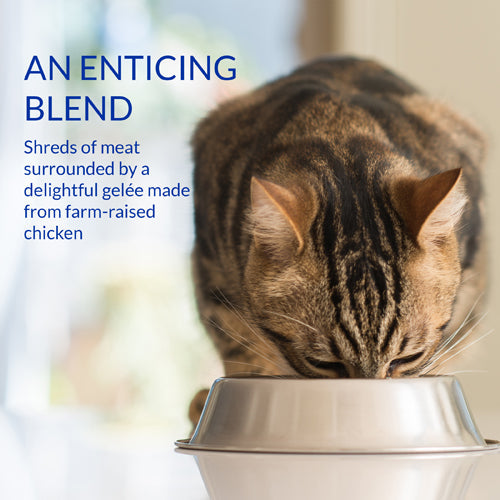 Inaba Churu Stew Chicken with Salmon Recipe Cat Treat