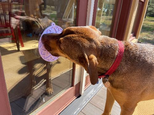 SodaPup Lotus Design eMat Enrichment Lick Mat With Suction Cups