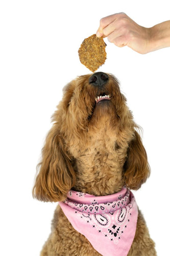 Winnie Lou Sweet Potato & Lamb Crisps Dog Treats