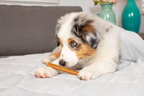 Barking Buddha™ Longlastics™ Thick Collagen Stick 5″ to 6″ (10 Pack) for Small to Medium Dogs / Medium Chewers