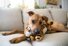 Fluff & Tuff Boomer Tiger