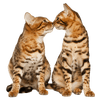 FELIWAY MultiCat Diffuser