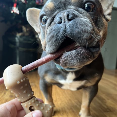 Tall Tails Treat Bone Chew Dog Toy