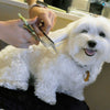 Coastal Pet Products Safari Dog Grooming Combs for Medium and Fine Coats